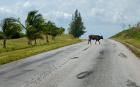 Y carretera con vaca